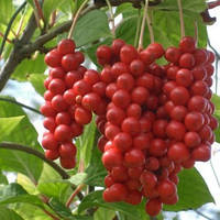 Лимонник китайський / Schizandra chinensis