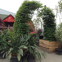 Граб обычный / Carpinus betulus ARCA