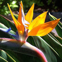 Стрелиция королевская / Strelitzia reginae