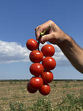 Томати LibraSeeds Ламар F1 (насіння, 5000 шт), фото 4