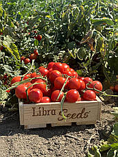 Томати LibraSeeds Ламар F1 (насіння, 5000 шт), фото 6