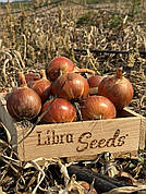 Цибуля ріпчаста LibraSeeds 005 F1 (насіння, 250 000 шт)