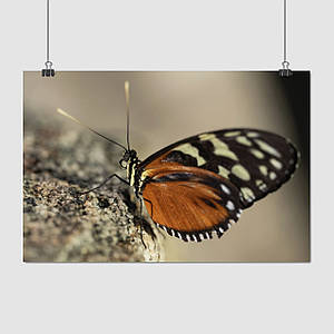 Плакат "Метелик Heliconius hecale на камені", 40×60см