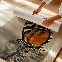 Плакат "Метелик Heliconius hecale на камені", 40×60см, фото 2