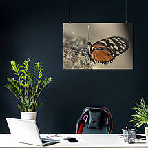 Плакат "Метелик Heliconius hecale на камені", 40×60см, фото 3