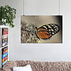 Плакат "Метелик Heliconius hecale на камені", 40×60см, фото 6