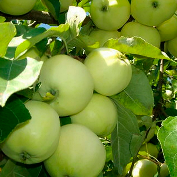 Яблуня Білий Налив (сорт раннього терміну дозрівання, народної селекції)