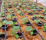 Эмітерна стрічка 7 mil крок 20 см бухта 500 метрів капля Shadow, фото 10