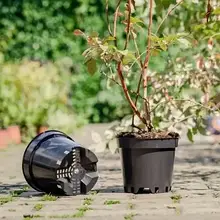 Горщики для розсади: запорука здорових рослин