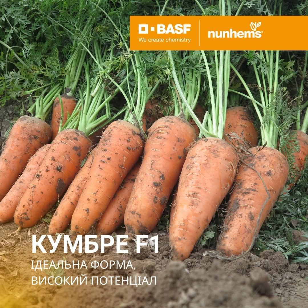 Кумбре F1 фр. 1,8 - 2,0 (100 000 нас.) насіння моркви Nunhems