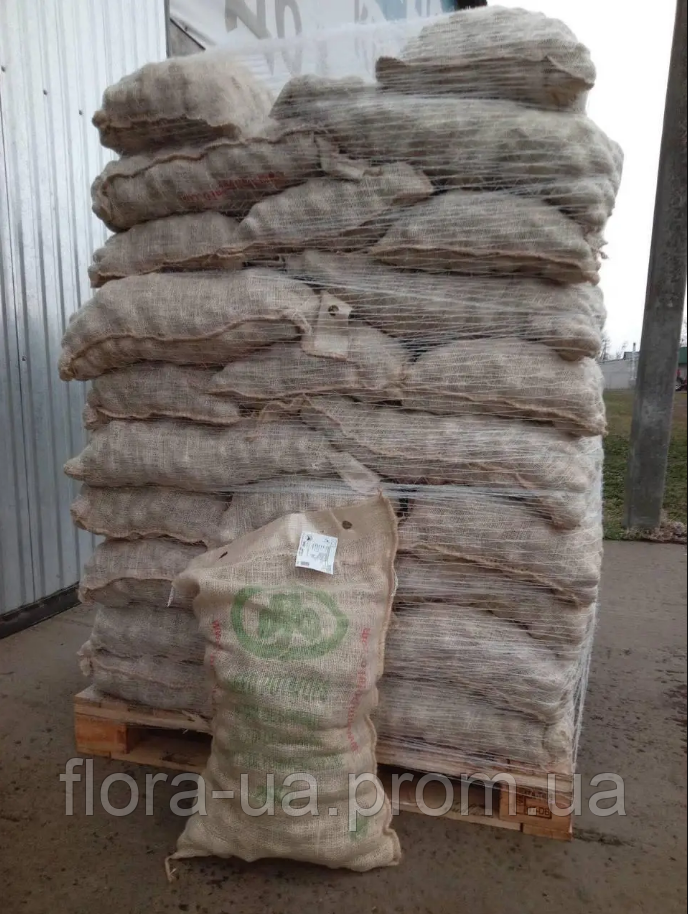 Картопля посівна Рів'єра 20 кг Голландія, фото 1