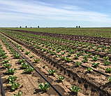 Емітерна стрічка 6 mil крок 20 см бухта 1000 метрів капля Shadow, фото 8