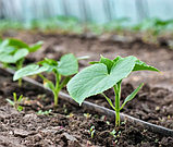 Эмітерна стрічка 7 mil крок 30 см бухта 500 метрів капля Shadow, фото 5