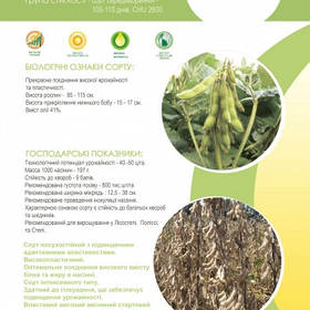 Насіння сої середньоранньої Максус РС (95 дн) Monsanto Арт-Агро 2024 рік