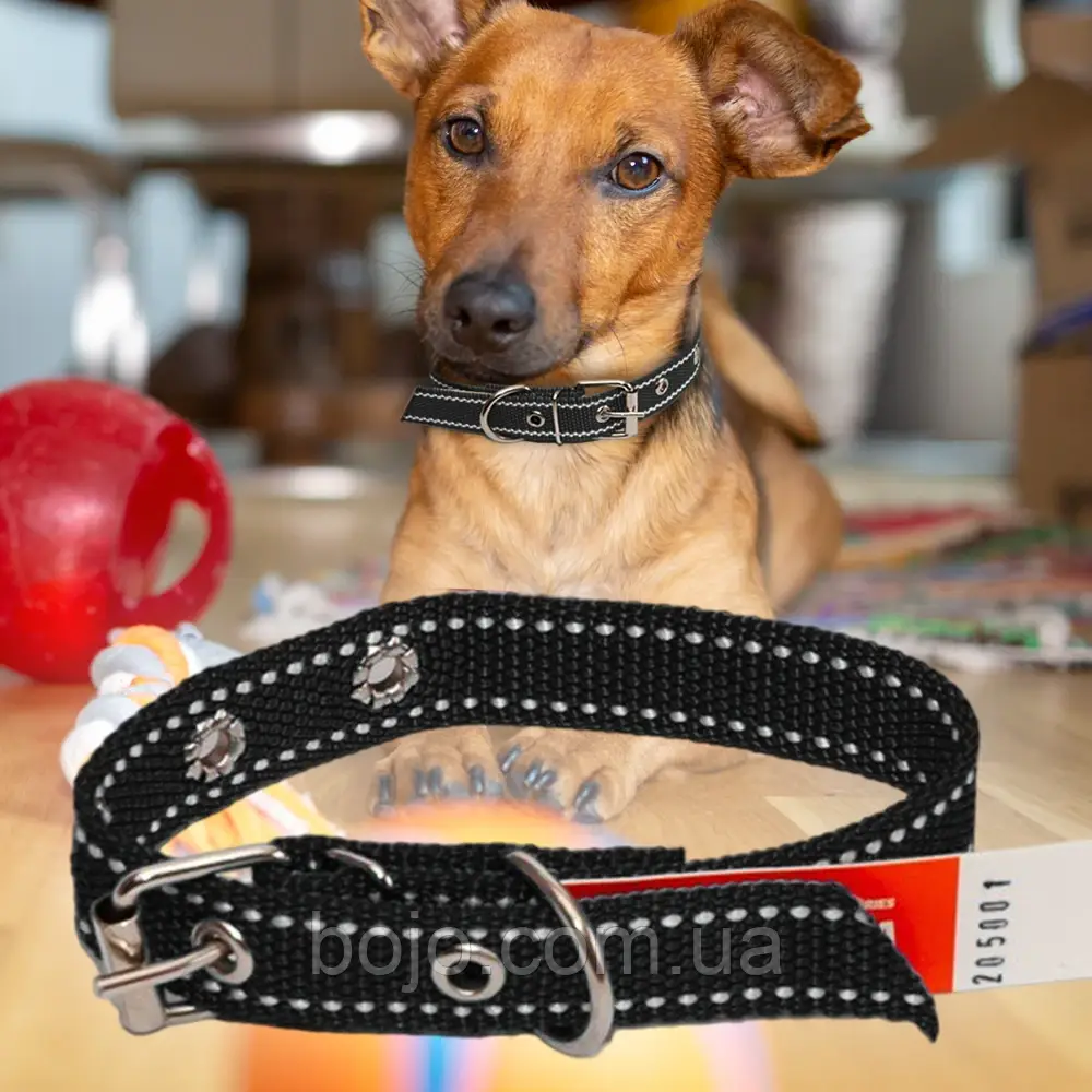 Нашийник капроновий для собак №127 одинарний 25 мм - довжина 44 см, Чорний (2021)