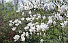 Магнолія Суланжа Біла з насіння 2 річна, Магнолія Суланжа, Біла з насіння, Magnolia X soulangeana, фото 5