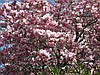 Магнолія Суланжа 2 річна, Магнолия Суланжа, Magnolia X soulangeana, фото 6