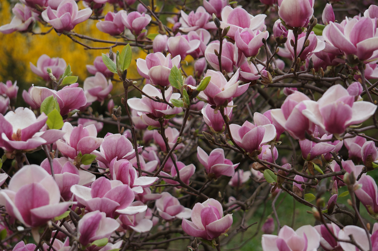 Магнолія Суланжа 2 річна, Магнолия Суланжа, Magnolia X soulangeana - фото 7 - id-p702308402