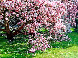 Магнолія Суланжа 2 річна, Магнолия Суланжа, Magnolia X soulangeana, фото 3