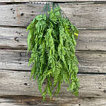 Кущ ампелястий папороті 75 см, фото 3