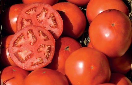 Насіння томату