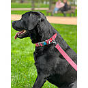 Повідець 300 cм 25 мм Waudog Re-cotton сірий з відновленої бавовни для собак, фото 6