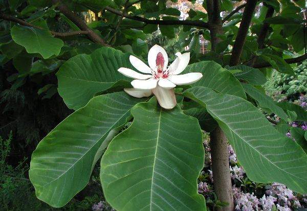 Магнолія Оберненояйцевидна 2 річна, Магнолия Обратнояйцевидная, Magnolia obovata - фото 5 - id-p461856539