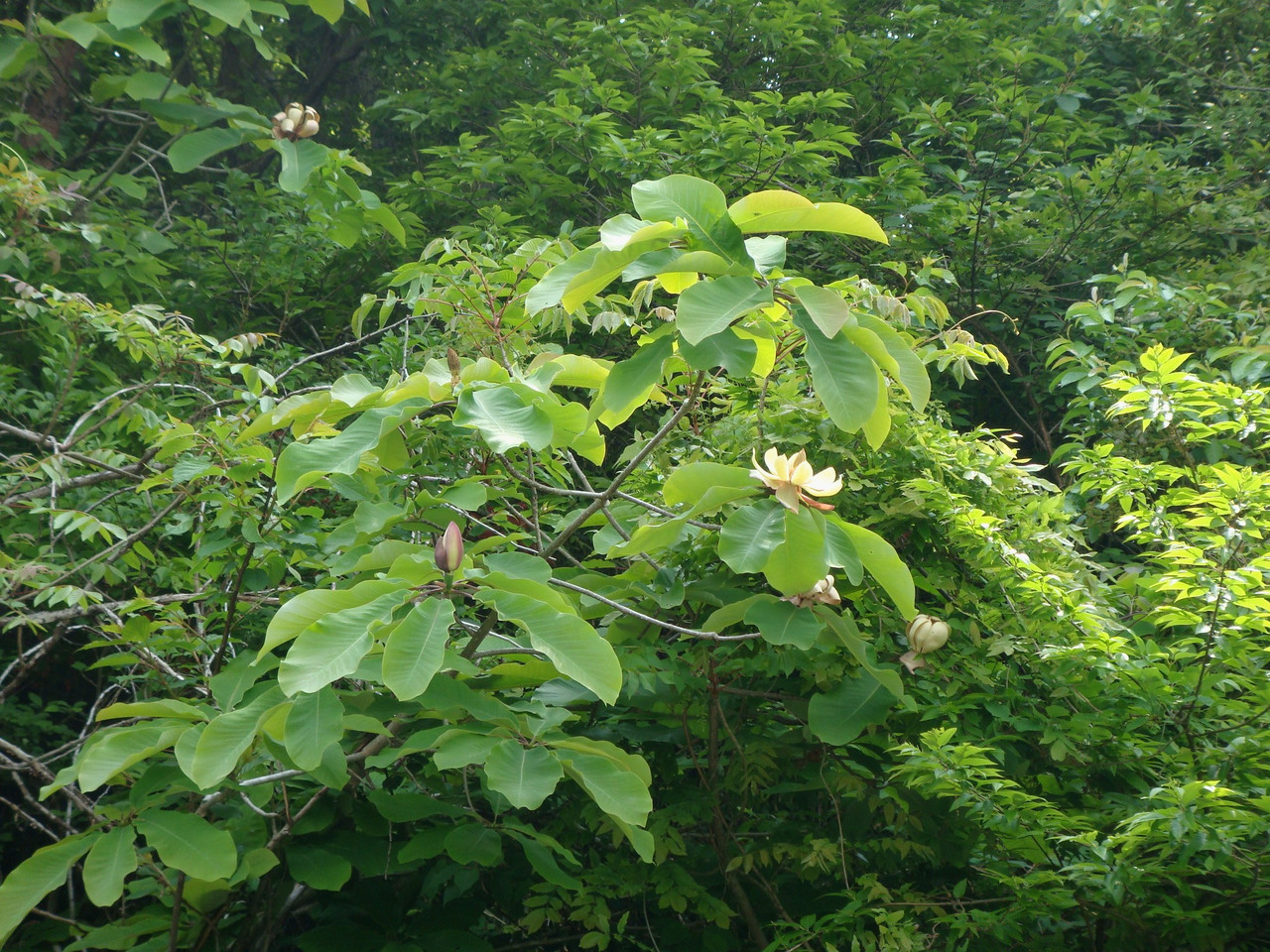 Магнолія Оберненояйцевидна 2 річна, Магнолия Обратнояйцевидная, Magnolia obovata - фото 7 - id-p461856539