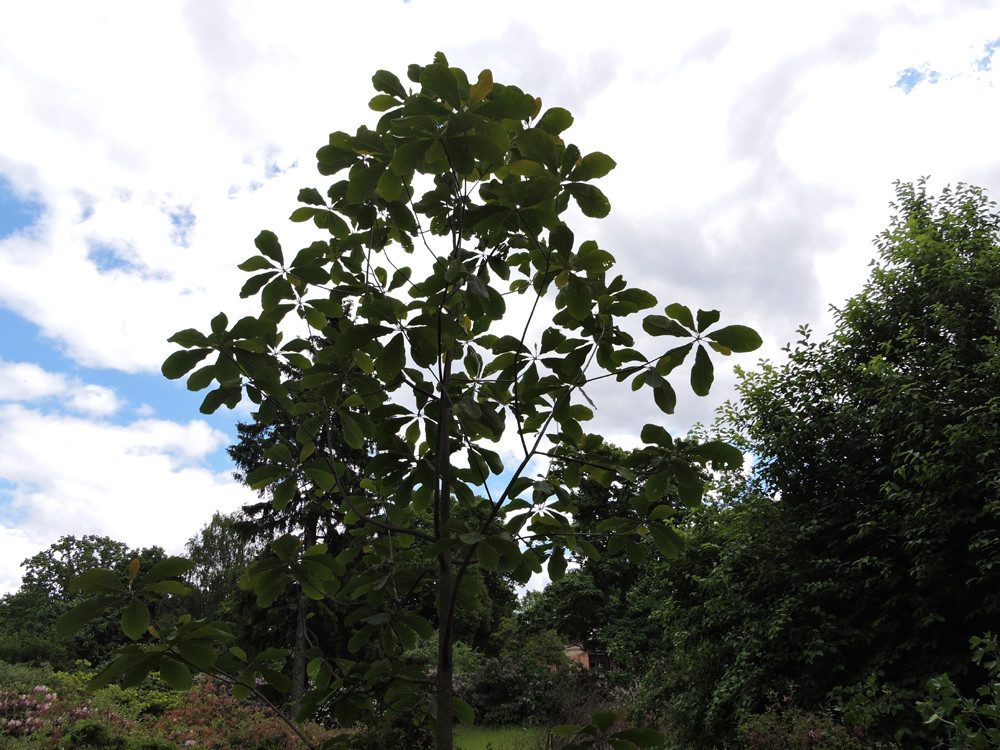 Магнолія Оберненояйцевидна 2 річна, Магнолия Обратнояйцевидная, Magnolia obovata - фото 9 - id-p461856539