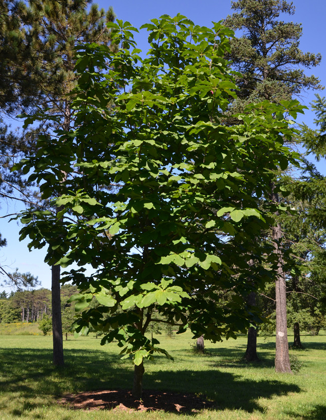 Магнолія Оберненояйцевидна 2 річна, Магнолия Обратнояйцевидная, Magnolia obovata - фото 10 - id-p461856539