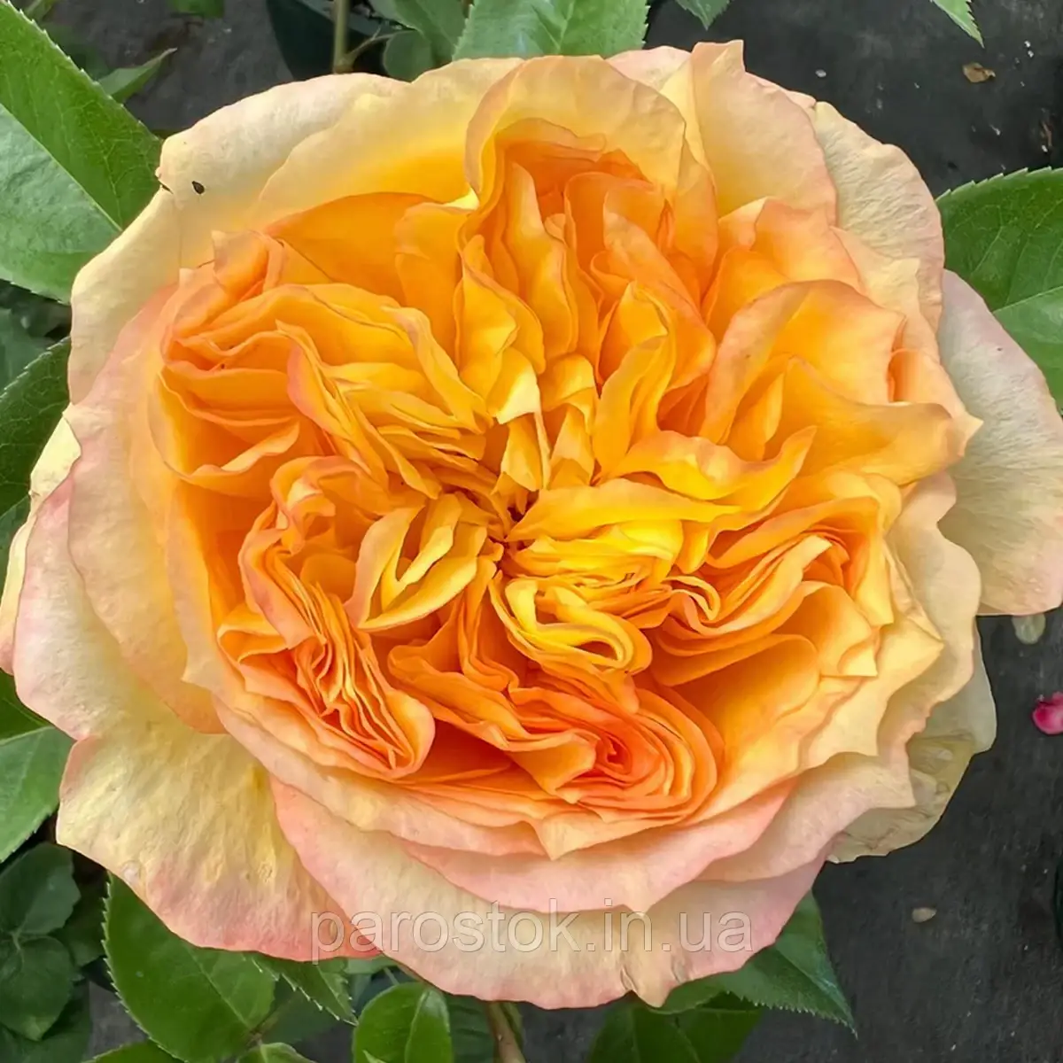 Троянда Анрі Дельбар. Чайно-гібридна. (ввв), фото 1