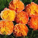 Троянда Анрі Дельбар. Чайно-гібридна. (ввв), фото 5