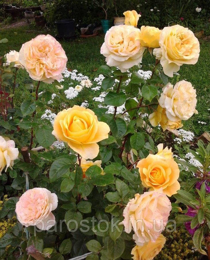 Троянда Кендлайт. Чайно гібридна троянда, фото 1