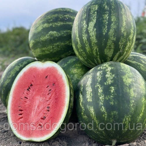 Кавун НУН 21613 F1 NUNHEMS 1000 насінин