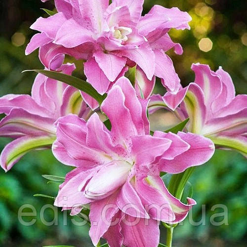 Лілія орієнтальна махрова Lotus Joy (Лотус Джой) 1 цибулина 14/16