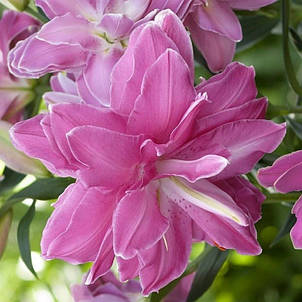 Лілія орієнтальна махрова Lotus Joy (Лотус Джой) 1 цибулина 14/16, фото 3