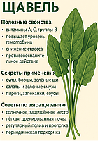 Щавель: Корисні властивості, секрети застосування та поради щодо вирощування