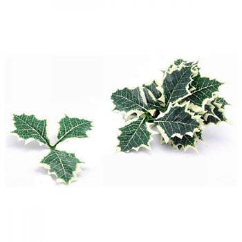 Листочки падуба для декору LIA-0061 644267 G-Rich