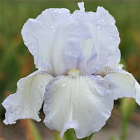 Ірис бородатий ніжно-блакитний (саджанці)