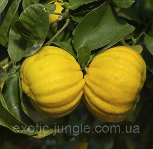 Бергамот МОЛОРОЗА (Citrus bergamia mellarosa) 20-25 см. Кімнатний