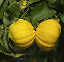 Бергамот МОЛОРОЗА (Citrus bergamia mellarosa) 20-25 см. Кімнатний