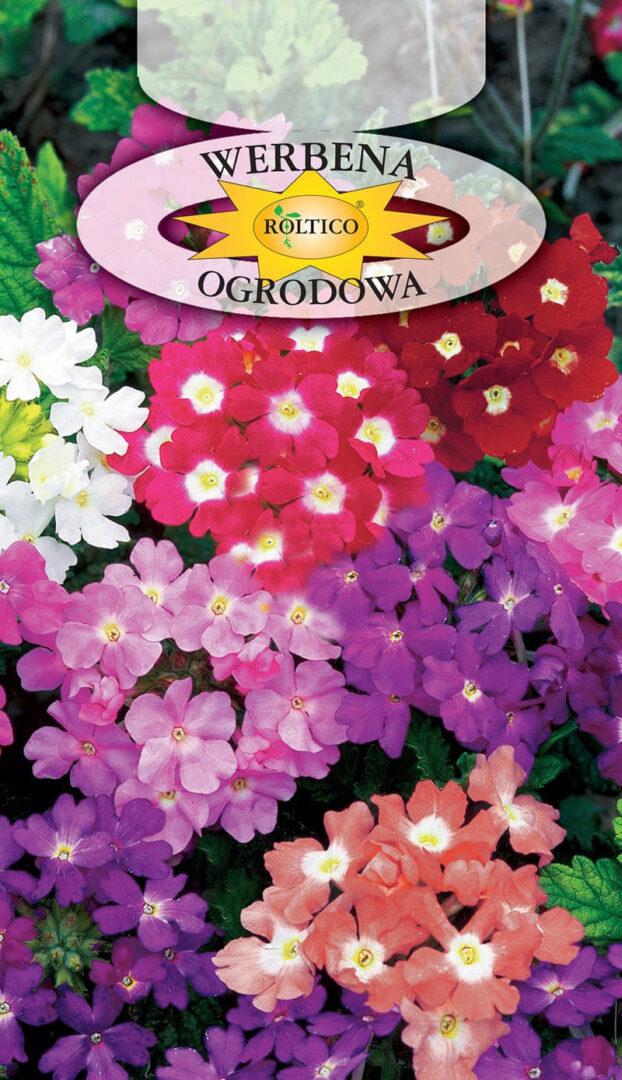 Вербена городна суміш / Werbena Ogrodowa 0,5 г Roltico Польща, фото 1