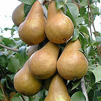 Груша "Бере Боск (Александра)"