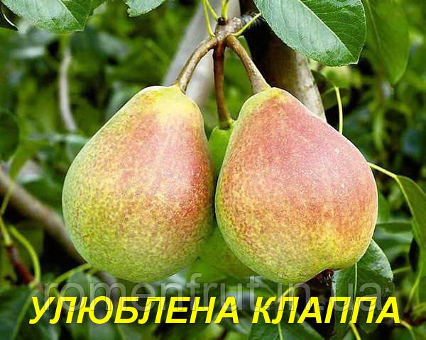 Груша "Улюблена Клапа"