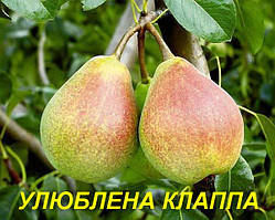 Груша "Улюблена Клапа"