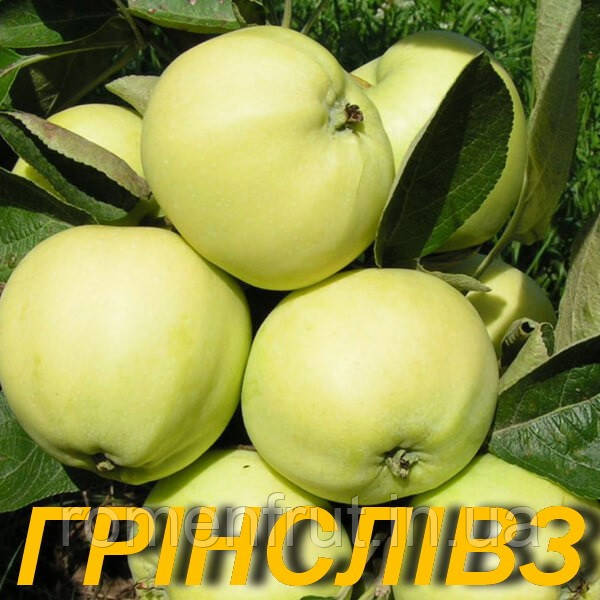 Яблуня "Грінслівз"
