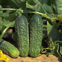 Насіння огірок Аякс ф1 50шт