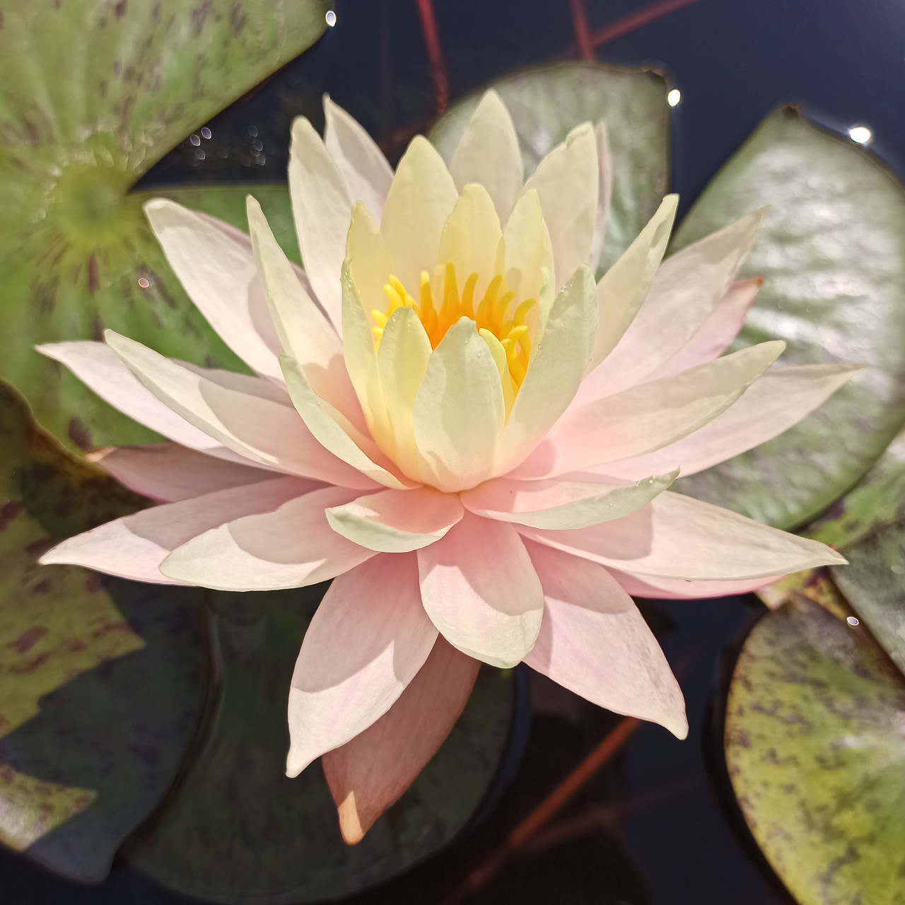 Німфея (Кувшинка) Peaches and Cream 12 л (миска)