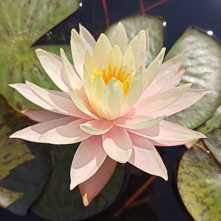 Німфея (Кувшинка) Peaches and Cream 12 л (миска), фото 1