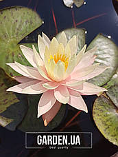 Німфея (Кувшинка) Peaches and Cream 12 л (миска), фото 4